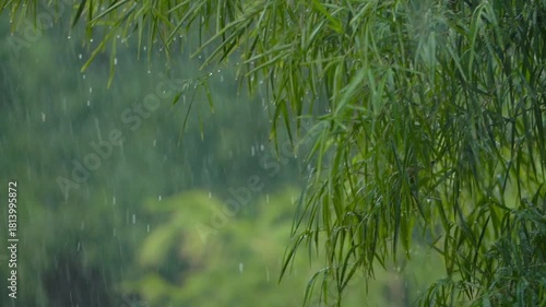 Rain falling on green bamboo leaves in a garden creating a serene and wet atmosphere