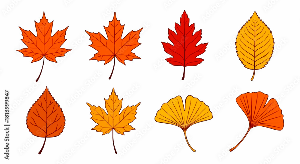 Fototapeta premium A collection of eight vibrantly colored autumn leaves, including maple, oak, and ginkgo varieties, illustrated on a clean white background.
