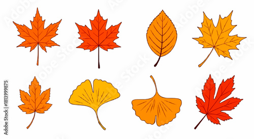 Illustration of eight different autumn leaves in various shades of orange, red, and yellow, showcasing their unique shapes and vein patterns.