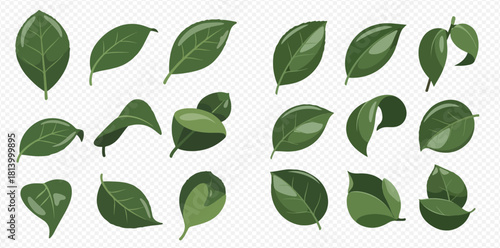 Illustration of various green leaves, different shapes and orientations, on a transparent background.