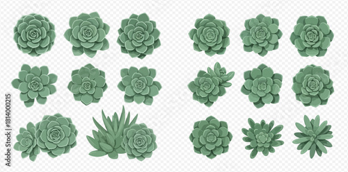Collection of succulent plants, top view, isolated on transparent background.
