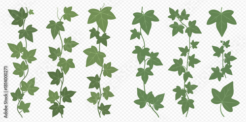 Illustration of ivy vines with green leaves on a transparent background.