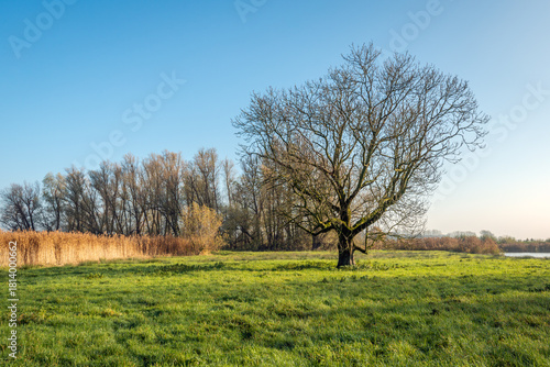 Solitary tree with bare branches contrasts with the bright blue sky. The tree stands in the grass of a Dutch nature reserve. The photo was taken on a sunny day in the autumn season.