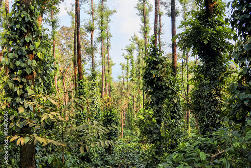 Fotografie The unique ecosystem of mountain coffee farms, where large tree cover is essential for soil health and water conservation