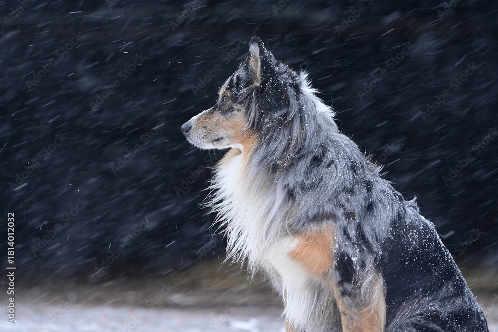 Obraz premium Schöner farbenfroher langhaariger Hütehund sitzt zufrieden bei Schneefall im Freien