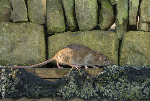 Brown rat,  Rattus norvegicus