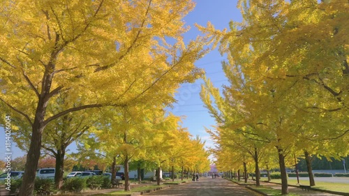 快晴の朝の加須はなさき公園のイチョウ並木