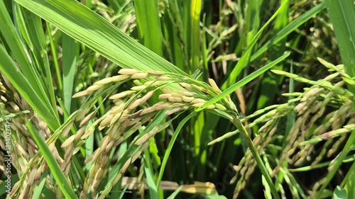 Close-up of Ripe Rice Grains and Stalks in a Paddy Field