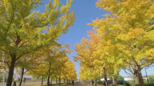 快晴の朝の加須はなさき公園のイチョウ並木