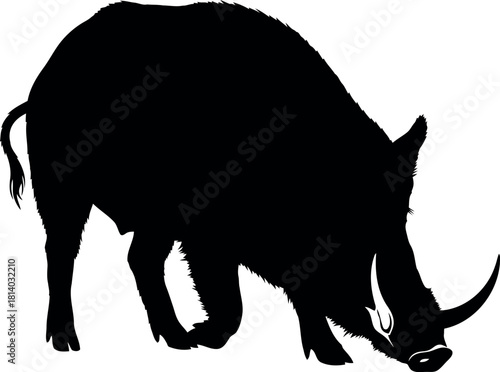 Wild boar silhouette hunting nature wildlife