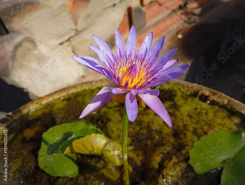 blooming purple water lily flower in the pond