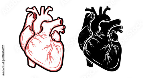 Anatomical Heart Illustration Pair in Contrasting Styles, One Detailed with Veins & Arteries, One Bold Silhouette for Medical Education, Healthcare Presentations, Scientific Visualization, Graphic Des