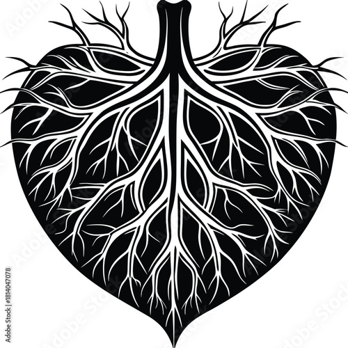 A detailed vector of the brachial artery, illustrating major circulatory system anatomy in the arm.