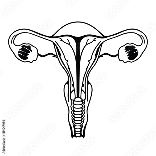 A detailed vector of the female uterus, for comprehensive anatomical and health illustrations.