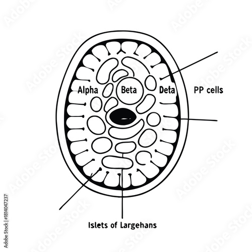 A detailed vector of the Islets of Langerhans, illustrating the pancreatic cells responsible for hormone production.