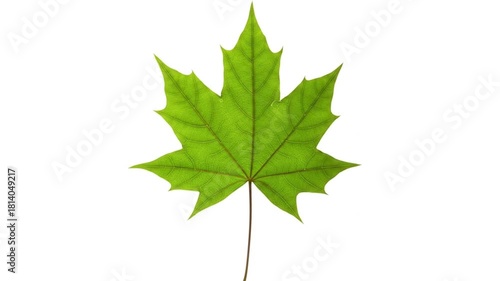 Animated maple leaf collection with rotation and perspective changes on white background