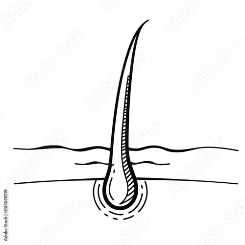 A line art vector of a hair follicle bulb, illustrating the root structure of hair in a minimal, scientific style.