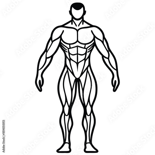 A minimalist vector of the sartorius muscle, illustrating this long thigh muscle in a simple anatomical style.