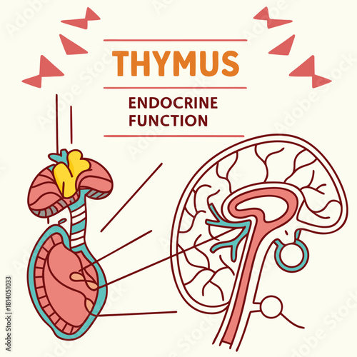 A retro vector diagram of the thymus endocrine function, presenting the gland in a vintage medical illustration style.