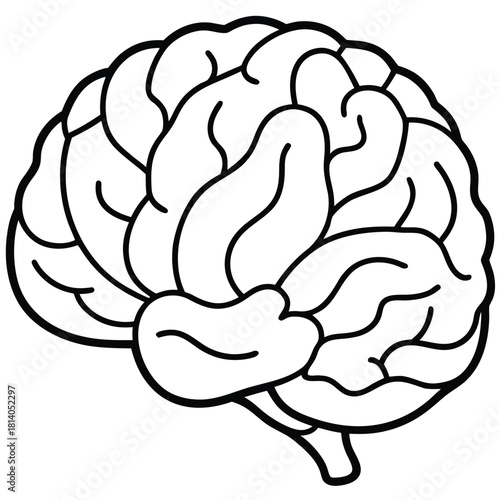 A vector illustration of the brain's meninges, illustrating the protective layers surrounding the central nervous system.