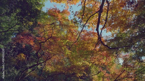 「もみじ街道」沿いの紅葉
保殿の七滝　秋の風景（愛知県豊田市野原町）
