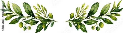 pair of symmetrical olive branches with mistletoe berries, in clip art style, isolated on a white background