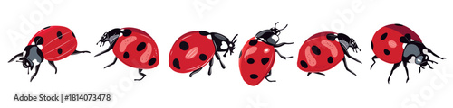 Ladybug insect red and black color. Summer bugs. Meadow insects. Ladybird illustration. Set of red ladybirds isolated on white. Can be used in different ways of design, appearance, cover, decoration