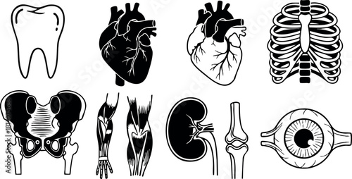Human anatomy black and white vector illustration of tooth heart rib cage pelvis muscles kidney bone eye anatomy elements
