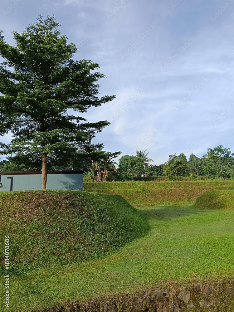 Fototapeta premium A solitary tree on a grassy hill in a serene rural setting with distant trees.