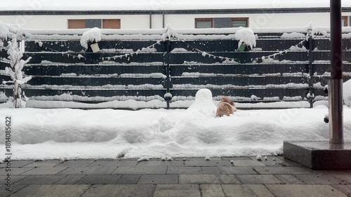 Cute Small Dog Playing in the Snow in a Home Backyard