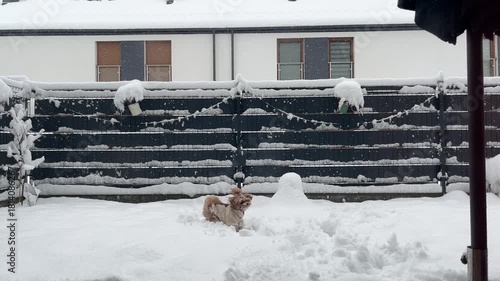 Cute Small Dog Playing in the Snow in a Home Backyard