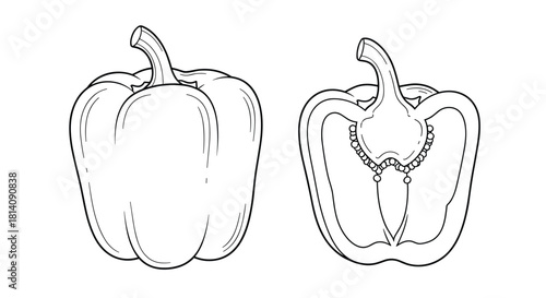 Line art illustration of a bell pepper, depicting its whole exterior form and a detailed longitudinal cross-section showcasing its internal structure and seeds.