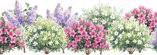 Vibrant flowering garden bushes with pink, white, and purple blossoms, lush botanical spring foliage illustration for decorative nature vector design