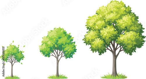 Vibrant green tree growth stages showing small, medium, and large foliage development in a detailed botanical nature illustration for vector design