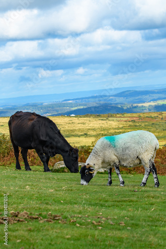 Sheep and cattle graze together on Dartmoor's national parkland. Livestock animals cohabiting in a harsh environment.