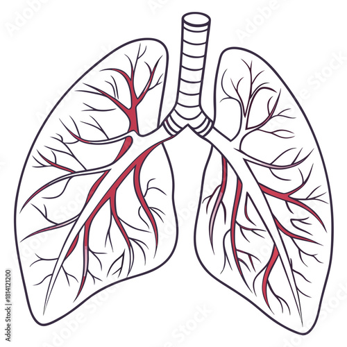 Outline drawing of human lungs showing trachea and bronchial tree structure