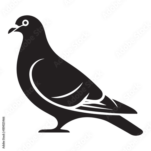 Pigeon Vector 