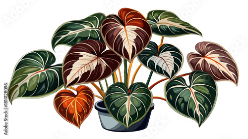 Very beautiful Anthurium clarinervium with dark, heart-shaped leaves featuring striking white veins, showcasing its dramatic tropical foliage as an elegant indoor plant.White background
