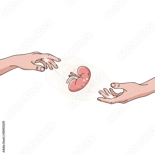 Symbolic donor and recipient hands connected by glowing life lines with a floating organ between them, flat minimalist vector illustration on white background representing hope, continuity 