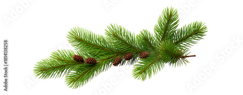 christmas tree branch with cone for christmas decoration on transparent background
