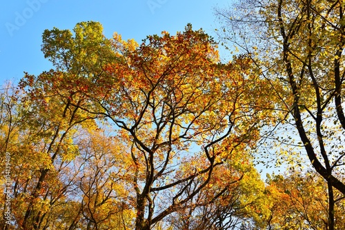Oak deciduous, broadleaf tree canopy in autumn colors