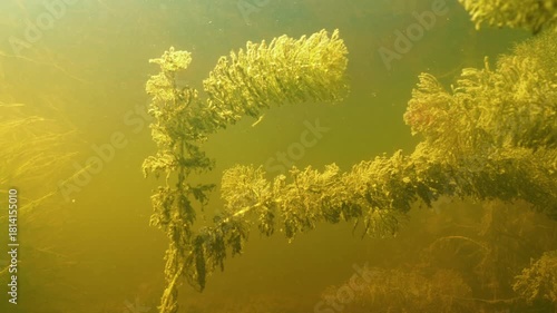 Shortspike watermilfoil Myriophyllum sibiricum aquatic plant