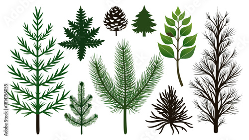 Collection of evergreen tree branches and pine cones