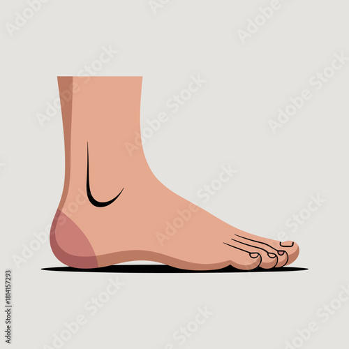 Illustration of a Bare Foot Displaying the Anatomy of the Arches and Toes with a Light Background