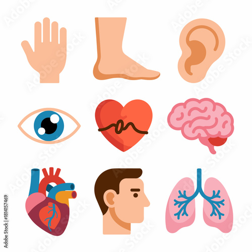 Illustration of Human Body Parts Depicting Organ Anatomy and Structure for Educational or Medical Purposes with Detailed Anatomical Features