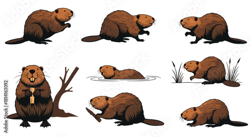 Collection of various illustrations depicting beavers in different activities and poses such as swimming eating and building.
