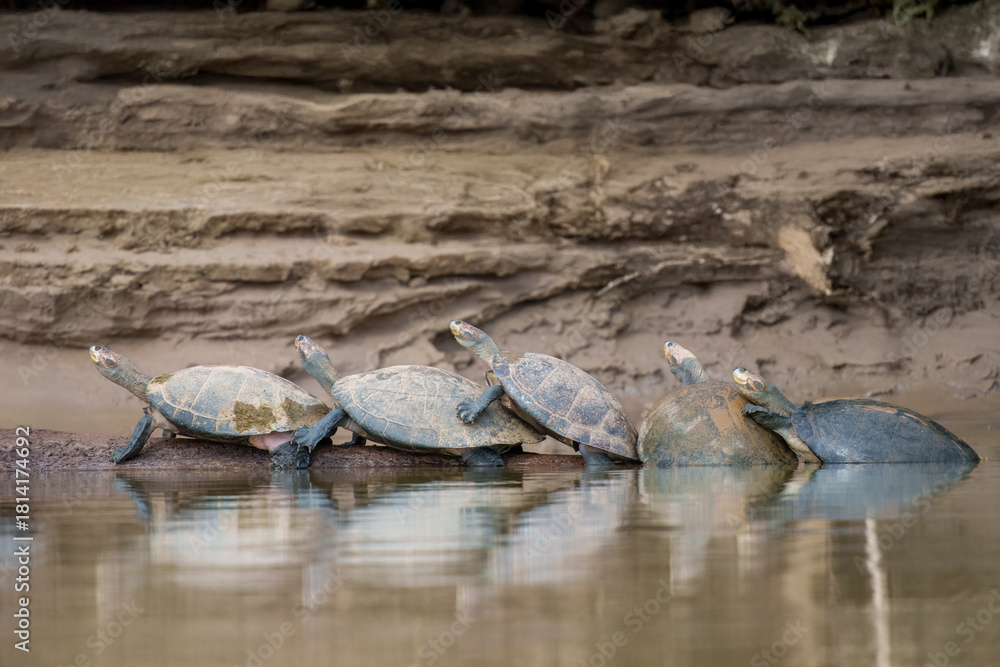 Obraz premium The yellow-spotted Amazon river turtle(Podocnemis unifilis). One of the largest South American river turtles. Yellow spots on the side of its head give this species. They are basking on the riverbank.