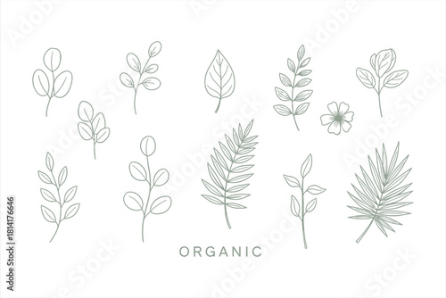 Organic Leaf Collection