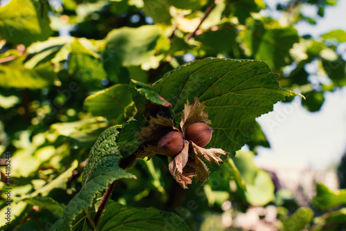 American Hazelnut (Corylus americana). Fresh hazelnuts on a branch with green leaves. Bunch of ripening hazelnuts on a tree.