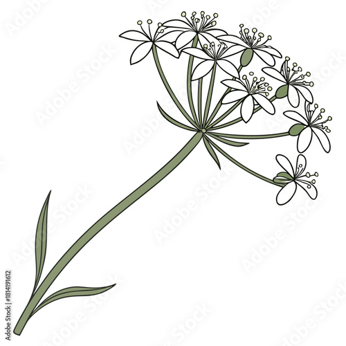 Delicate White Umbel Flower with Green Leaves Illustration bloom plant